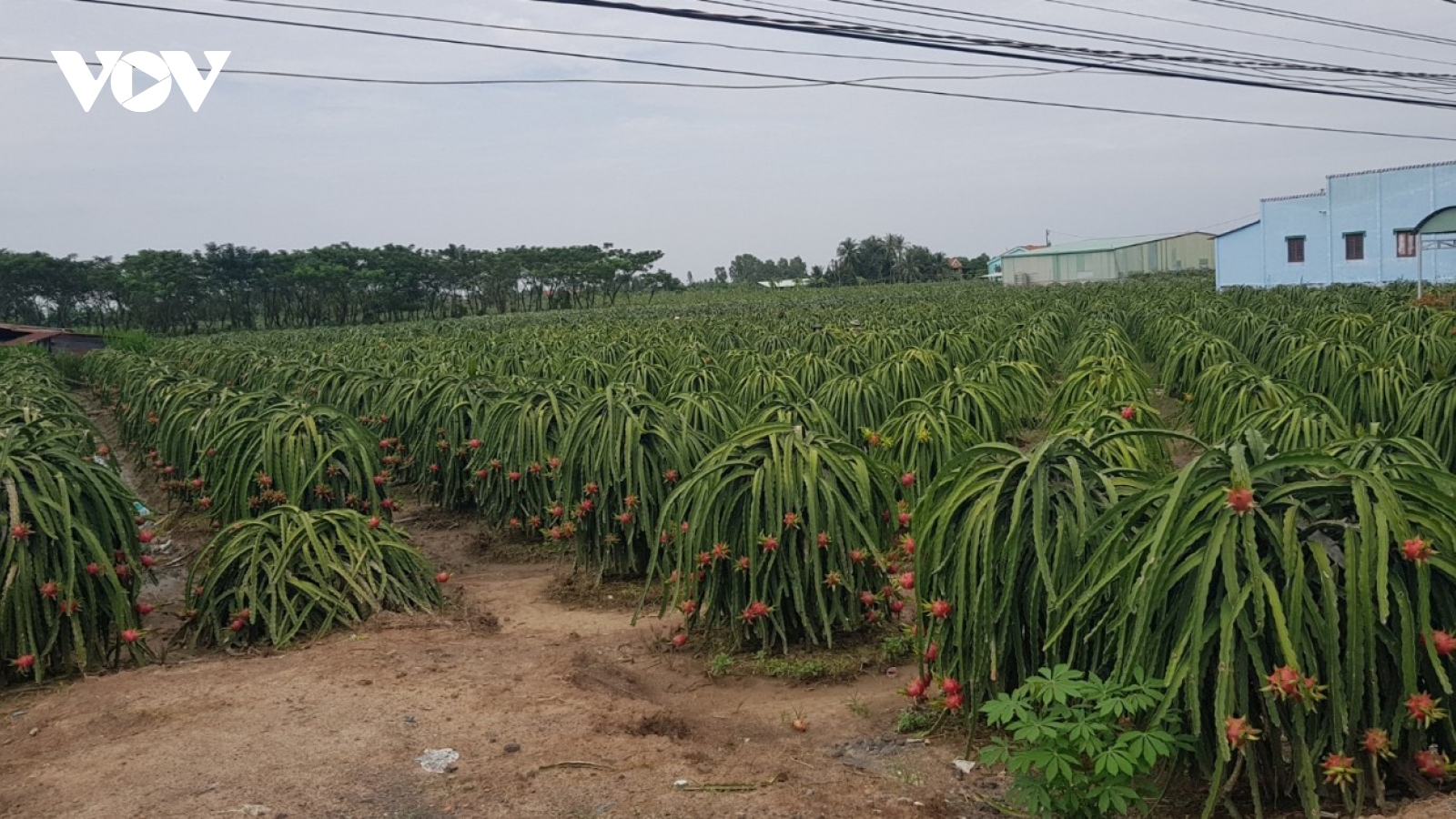 Tiền Giang có gần 100.000 tấn trái cây đặc sản phục vụ Tết cổ truyền