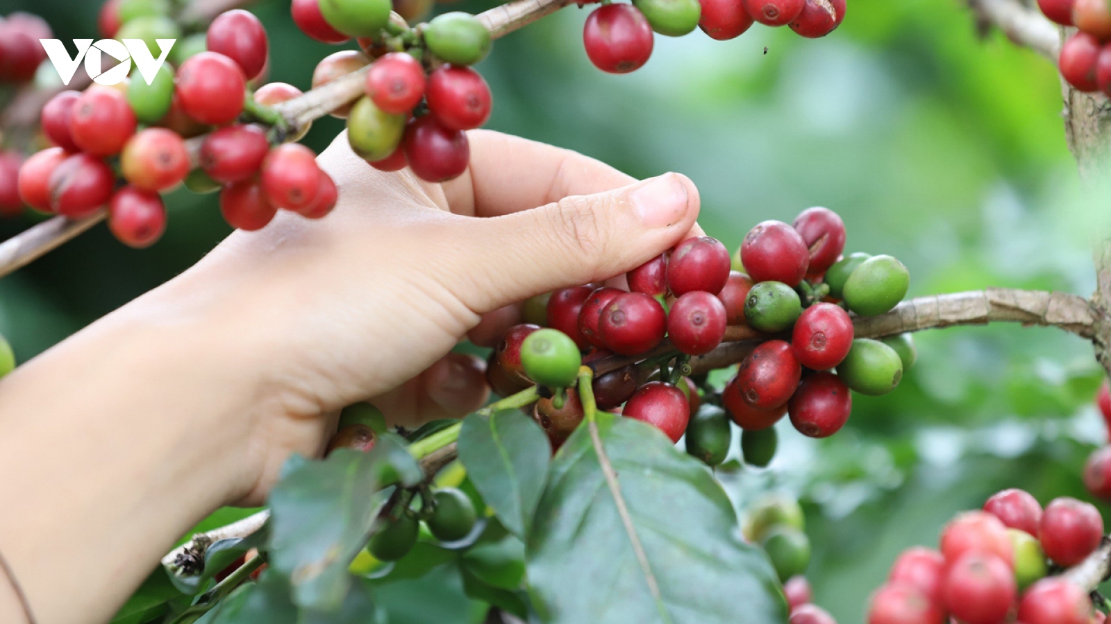 Giá cà phê hôm nay 20/2: Cà phê trong nước thu mua cao nhất 81.600 đồng/kg