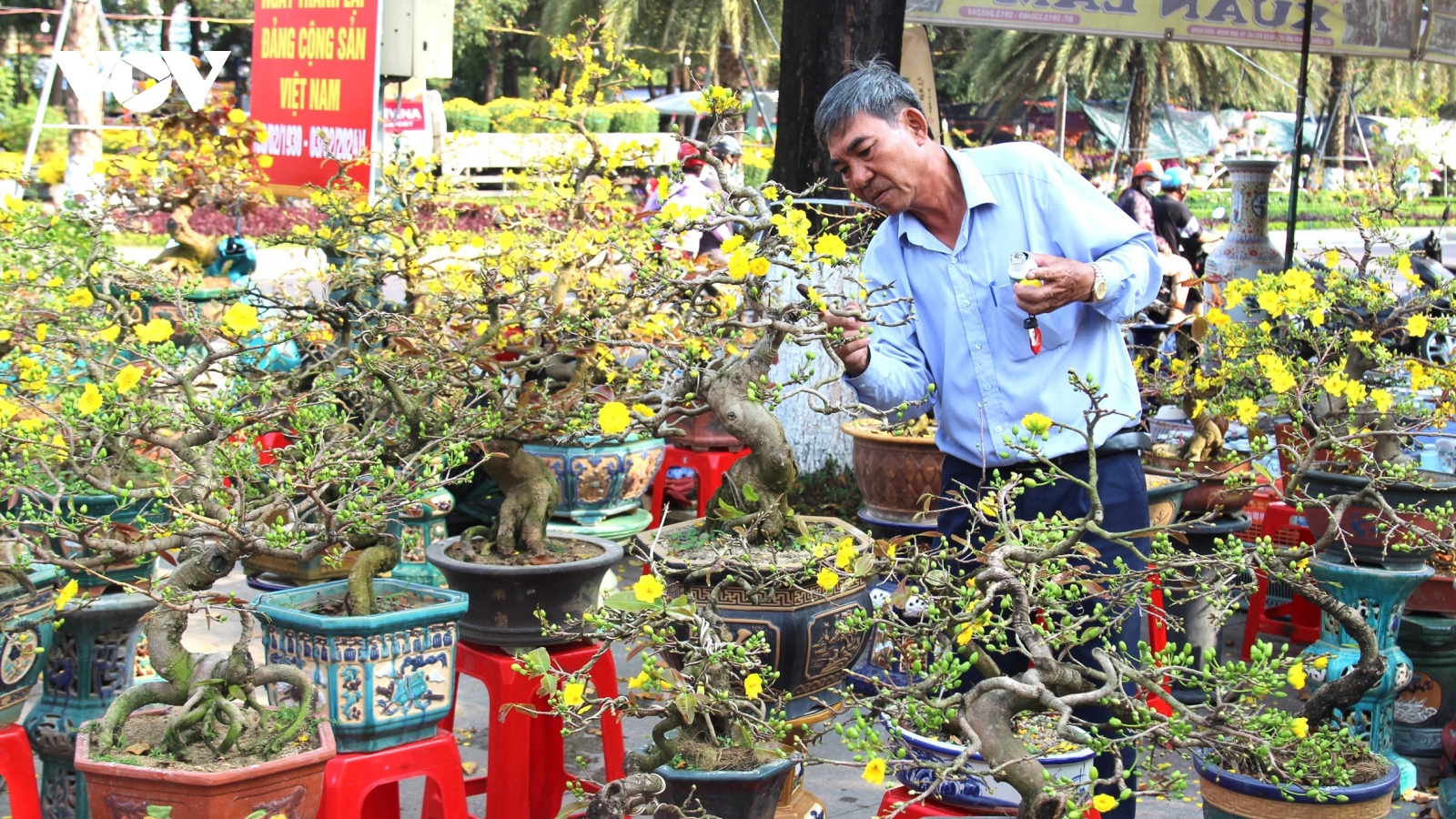 Rộn ràng chợ hoa xuân giữa thành phố Quy Nhơn
