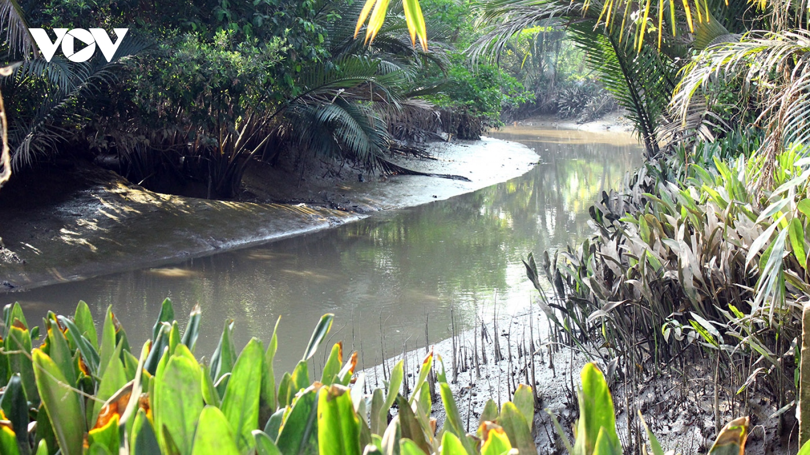 Mùa khô ở Vĩnh Long đã lộ diện những con sông khát nước