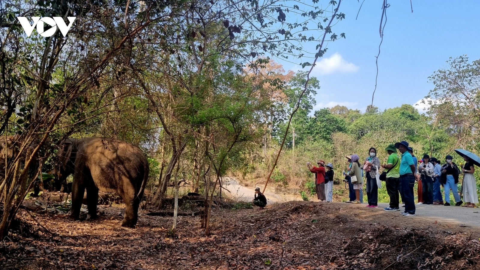 Trải nghiệm du lịch thân thiện với voi tại Vườn Quốc gia Yok Đôn