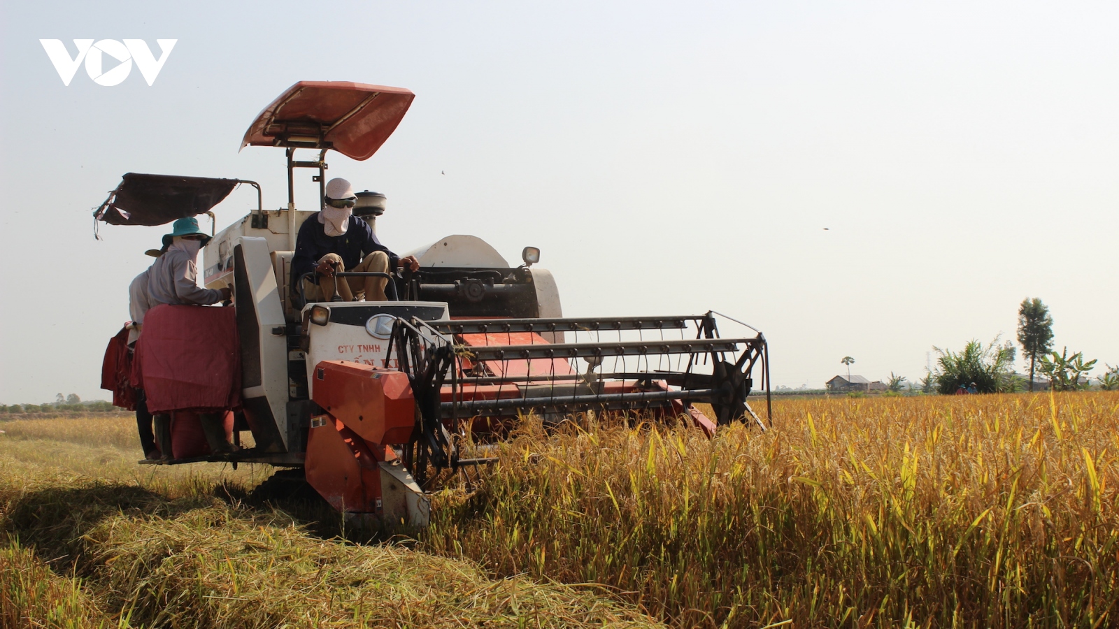 Vụ lúa Đông Xuân: Nan giải bài toán lợi ích giữa người dân và doanh nghiệp