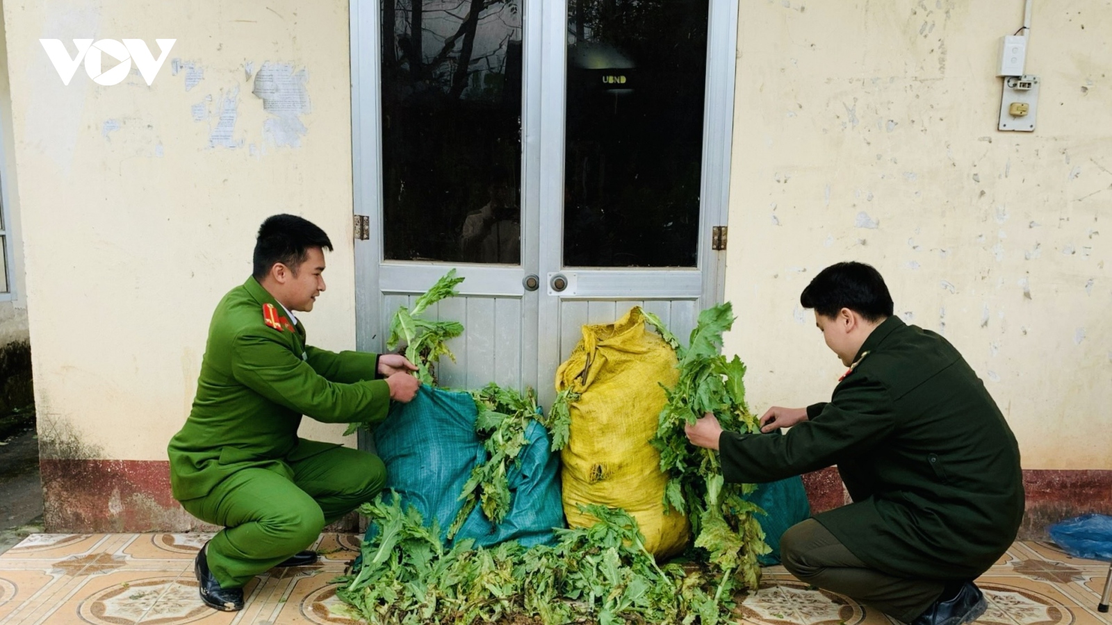 Phát hiện nương thuốc phiện trong rừng sâu tại Cao Bằng