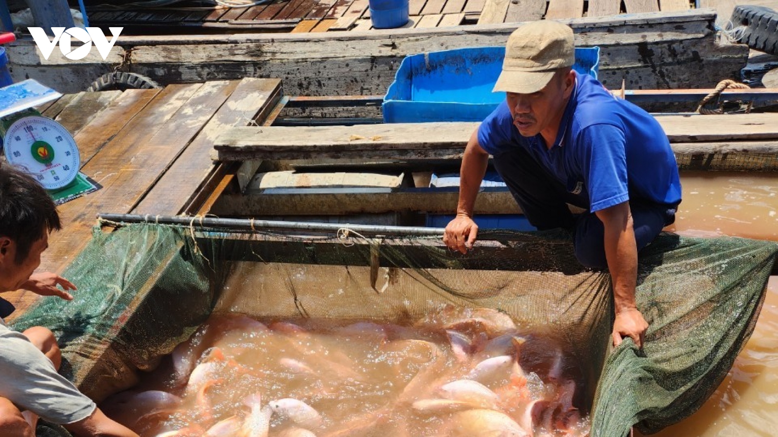 Giá cá giảm sâu, ngư dân nuôi cá bè tỉnh Tiền Giang, Bến Tre điêu đứng