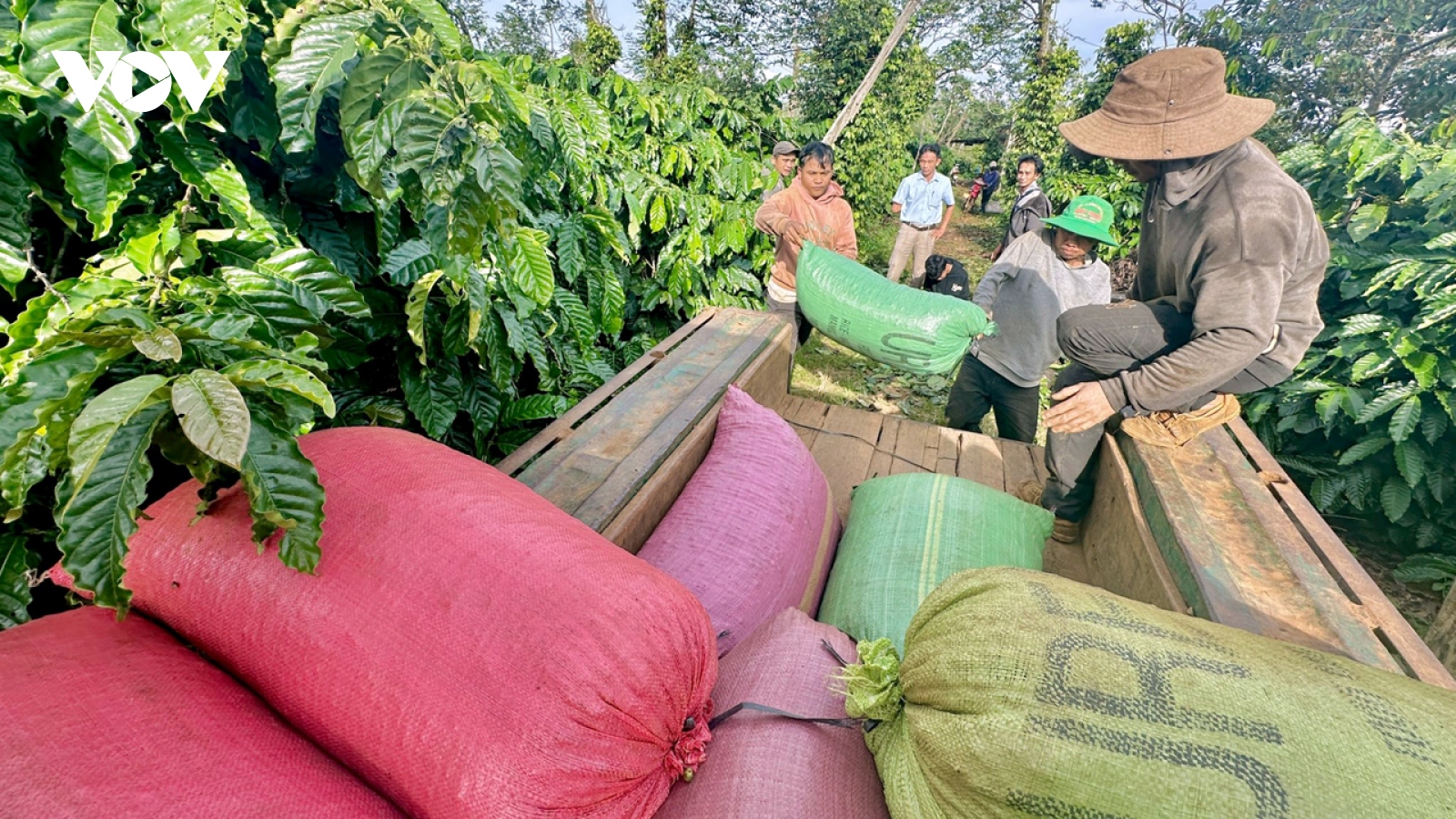 Giá cà phê hôm nay 20/9: Cà phê trong nước tăng tiếp 200 đồng/kg