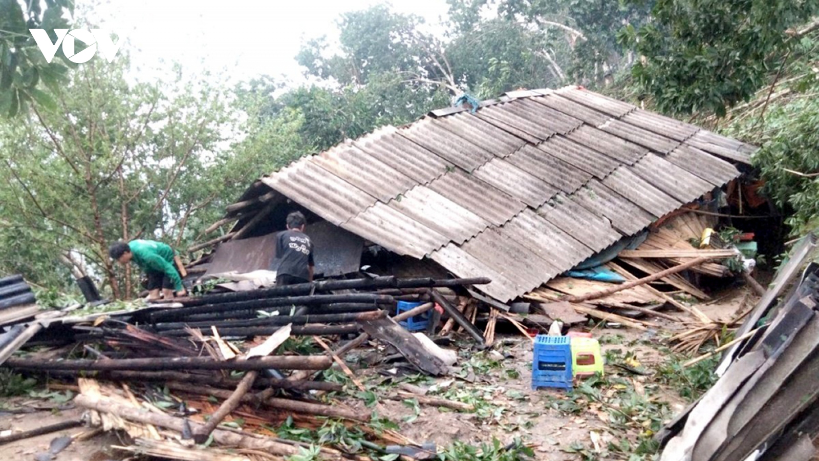 Hơn 15.000 cây cao su ở Lai Châu bị đổ gẫy, ảnh hưởng bởi gió lốc