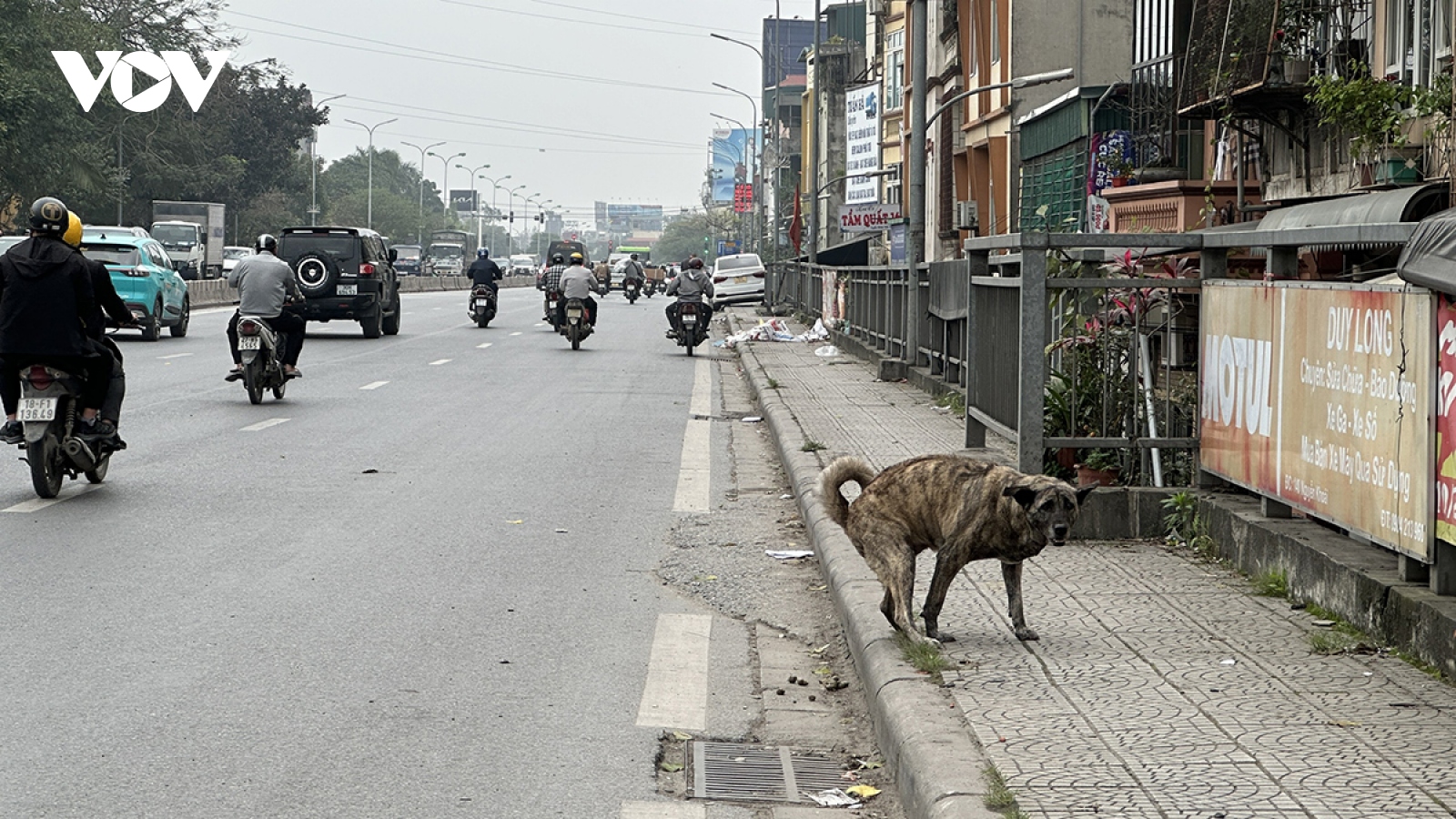 Phát hoảng vì chó không rọ mõm thả rông nơi công cộng ở Hà Nội