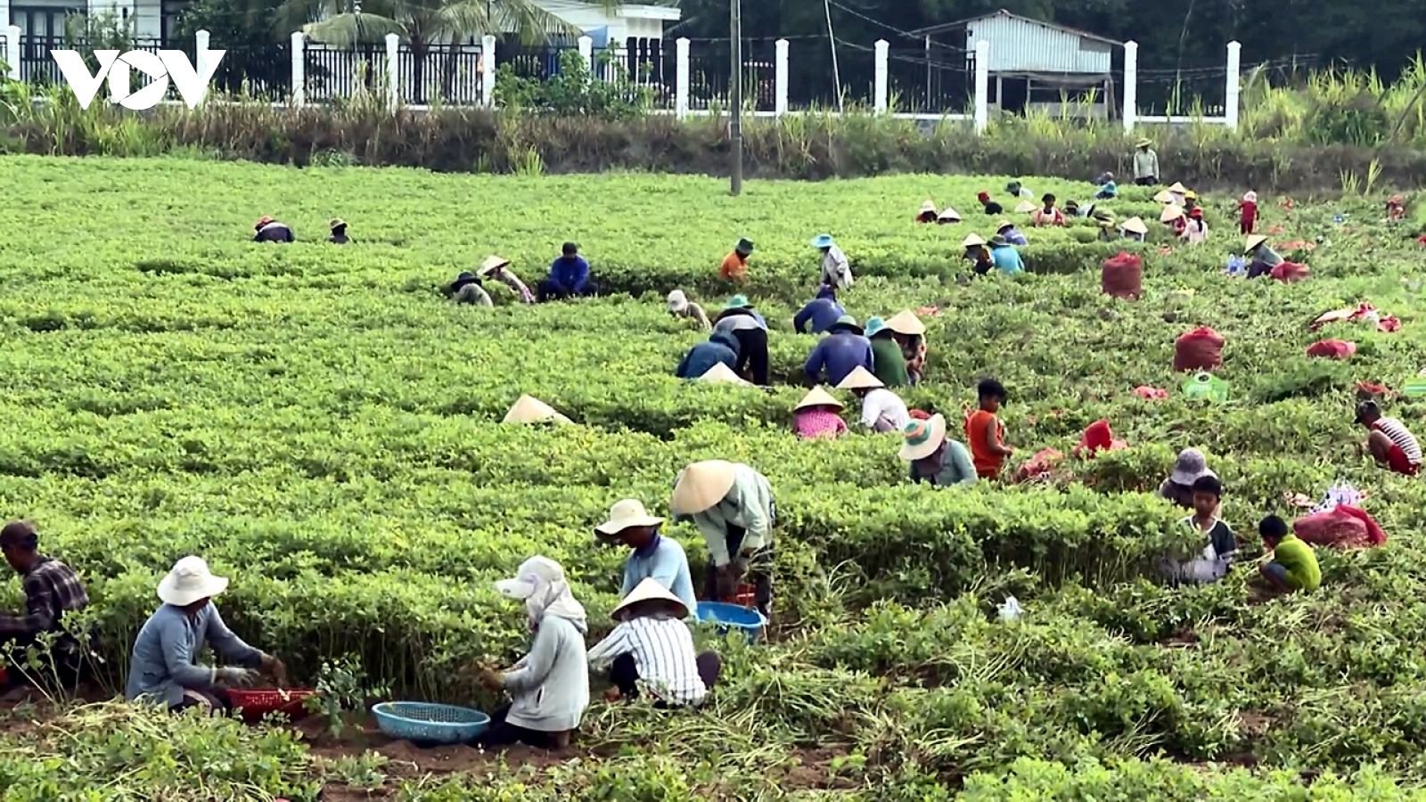Nông dân Trà Vinh thu 50 triệu đồng/ha đậu phộng sau 2 tháng canh tác