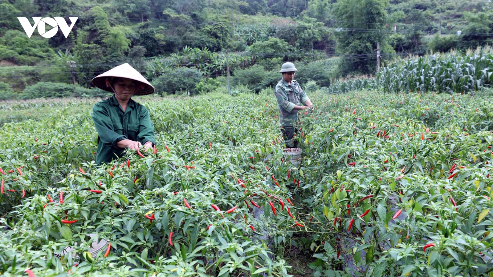 Lạng Sơn phát triển vùng ớt chuyên canh thành ngành hàng nông sản có thế mạnh