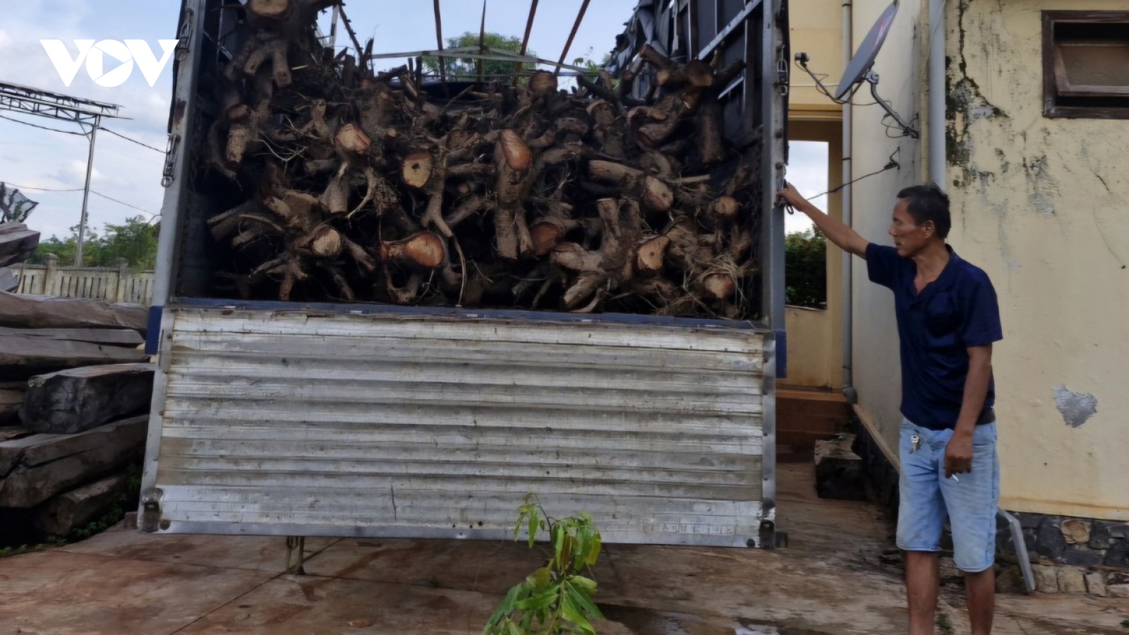 Tạm giữ gần 100 cây giáng hương không giấy tờ ở huyện Chư Sê, Gia Lai