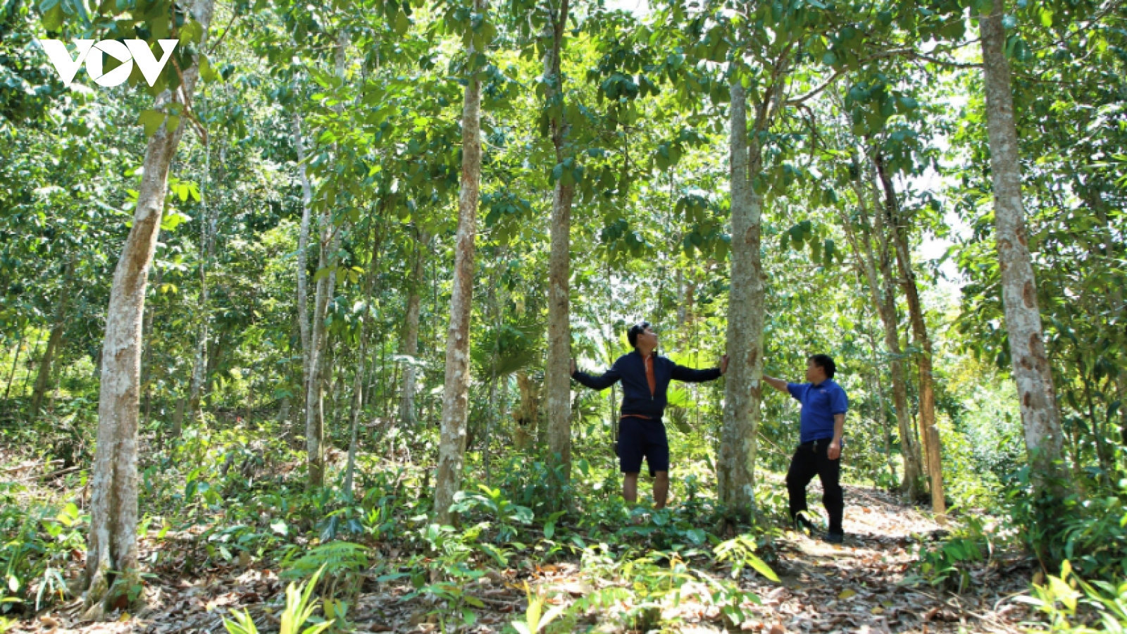 Đồng bào Cơ Tu Quảng Nam trồng rừng gỗ lớn