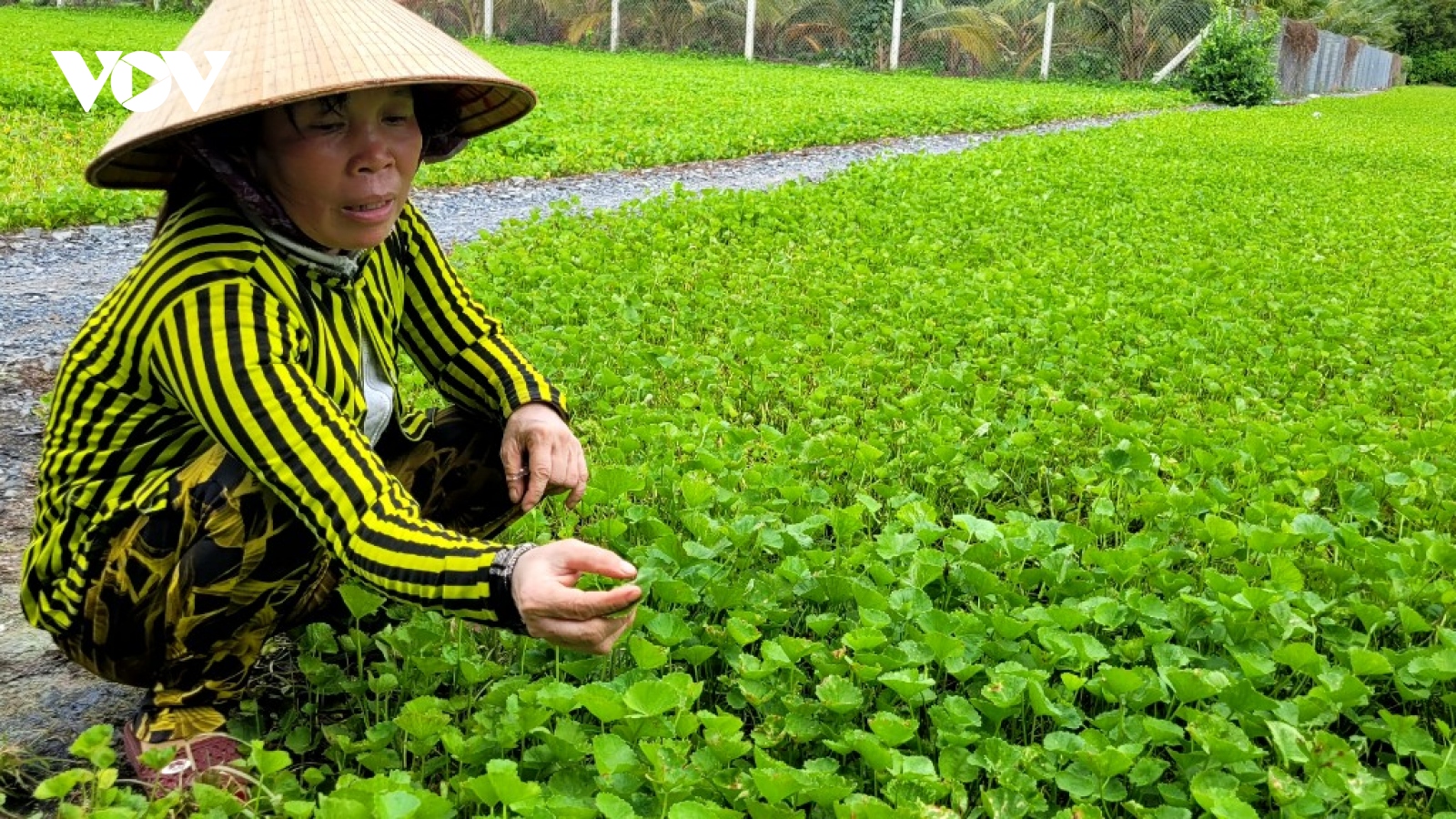 Vụ rau màu đầu mùa ở Tiền Giang mưa sốt giá nhưng khó trồng