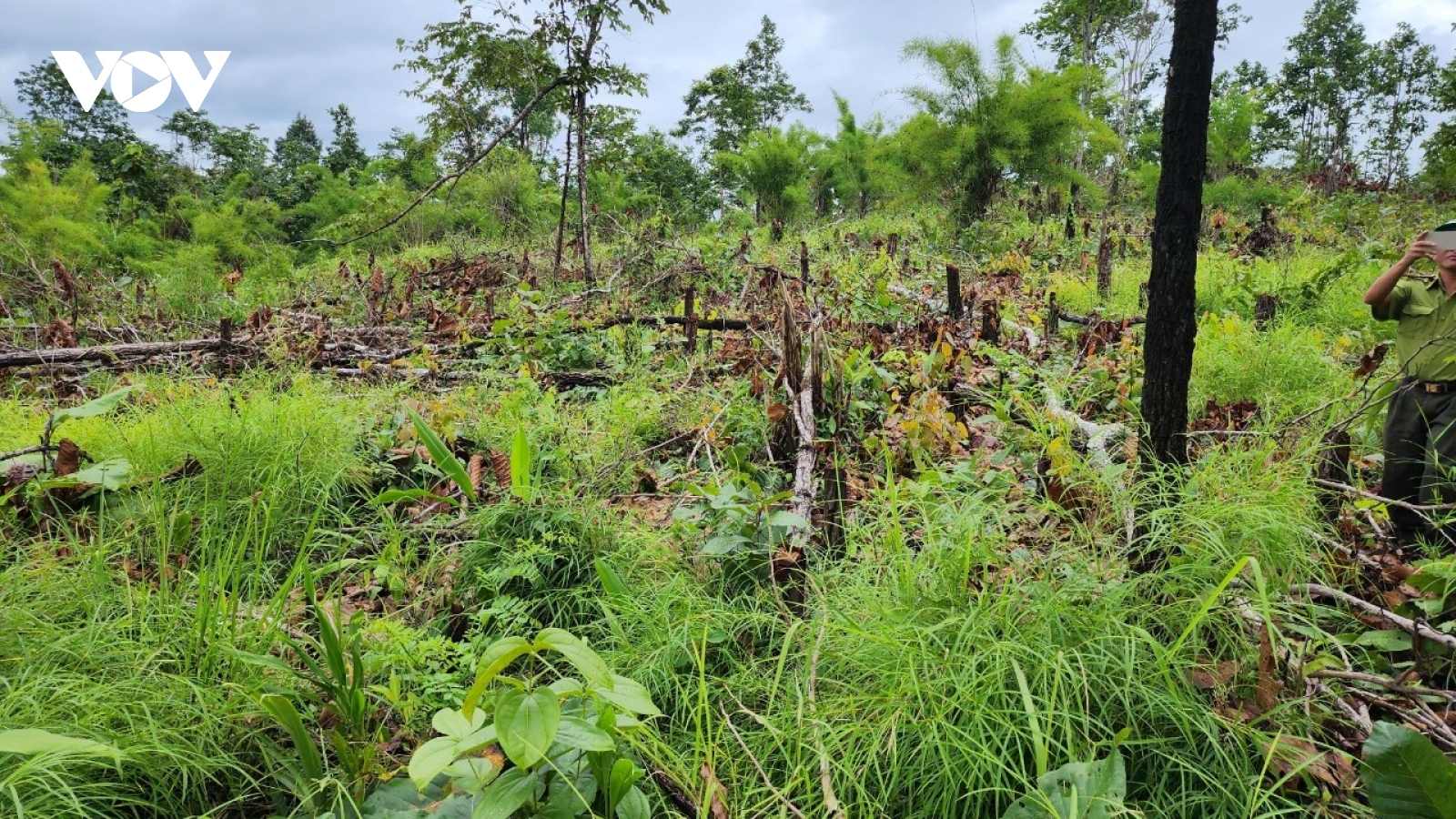 Số vụ phá rừng ở Đắk Lắk tăng mạnh
