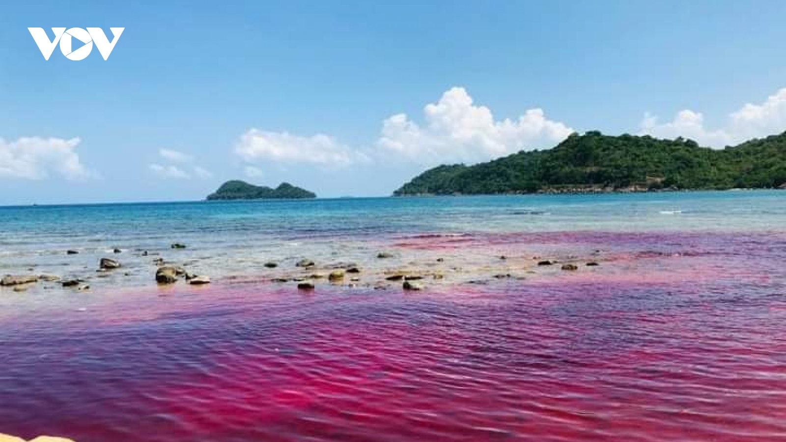 Thủy triều đỏ rộng gần 1.000m2 xuất hiện tại đảo xa Thổ Châu (Kiên Giang)