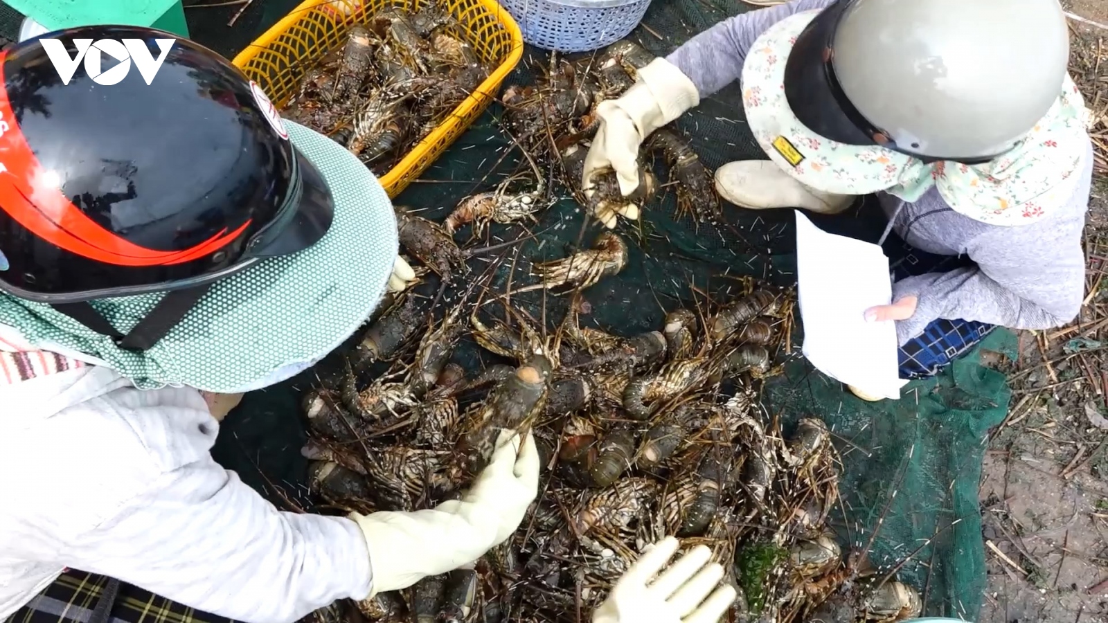 Tôm hùm, cá nuôi chết hàng loạt ở Phú Yên