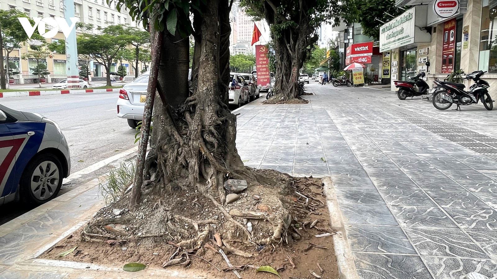 Loạt cây xanh bật rễ, tiềm ẩn nguy hiểm với người dân khi mùa mưa bão đến