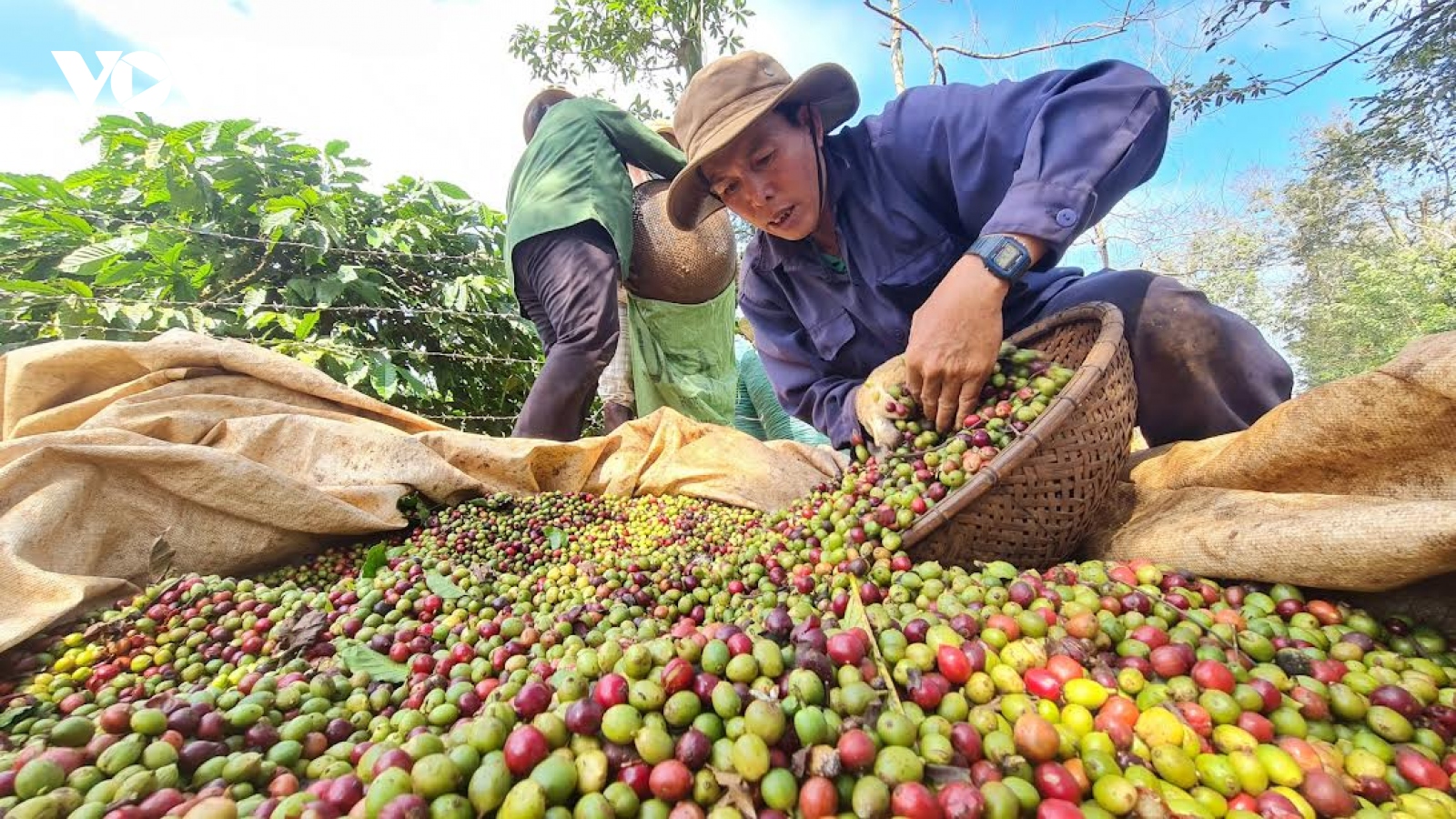 Giá cà phê hôm nay 29/7: Cà phê thế giới giảm trên cả 2 sàn