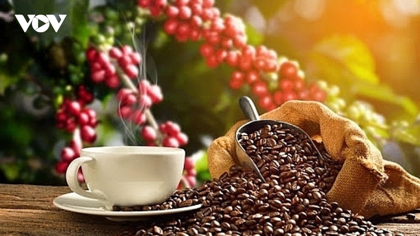 Giá cà phê hôm nay 27/7: Giá cà phê trong nước tăng nhẹ 700 - 800 đồng/kg