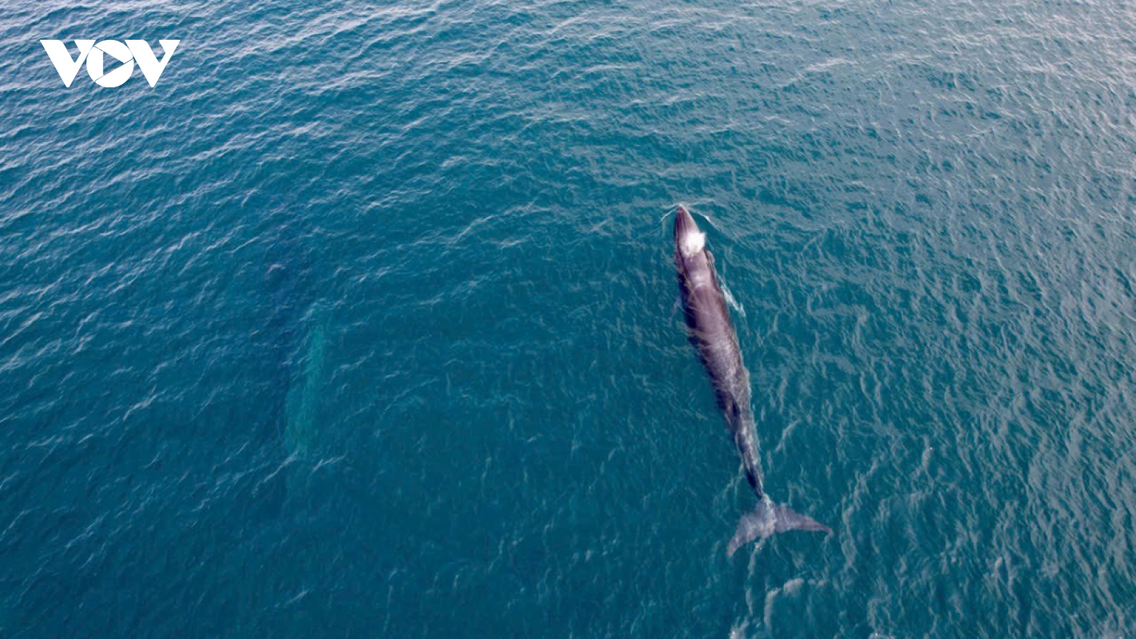 Xuất hiện 2 con cá voi trên vùng biển Cù Lao Mái Nhà