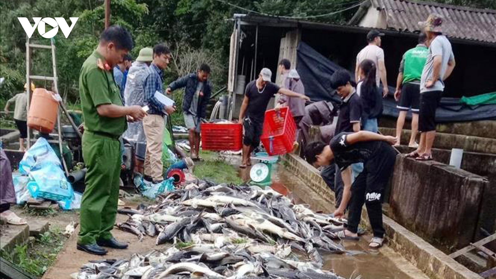 Gần 11 tấn cá tầm ở Lai Châu chết bất thường, thiệt hại hàng tỷ đồng