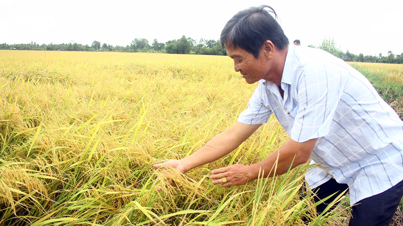 “Canh tác lúa thông minh ướt - khô xen kẽ” cho nông dân lợi nhuận cao