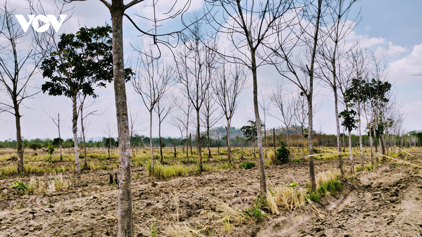 Gia Lai loay hoay chuyển đổi 12.000 ha cao su trên đất rừng nghèo