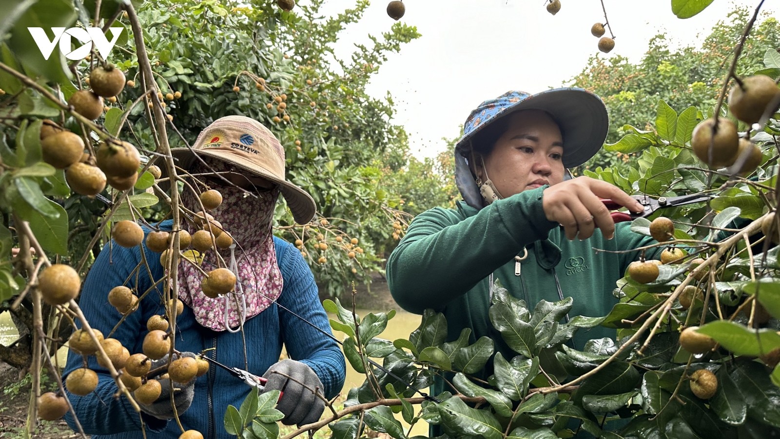 Bí kíp gì để trái cây Cần Thơ thâm nhập thị trường Hoa Kỳ và Australia