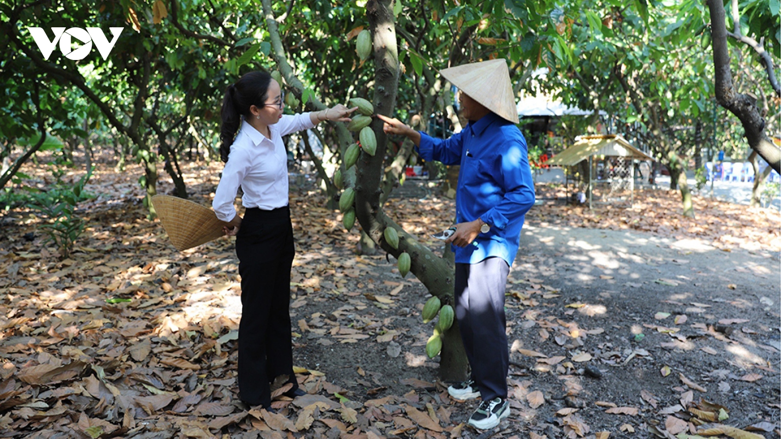 Nông dân Đồng Nai làm giàu từ cây ca cao