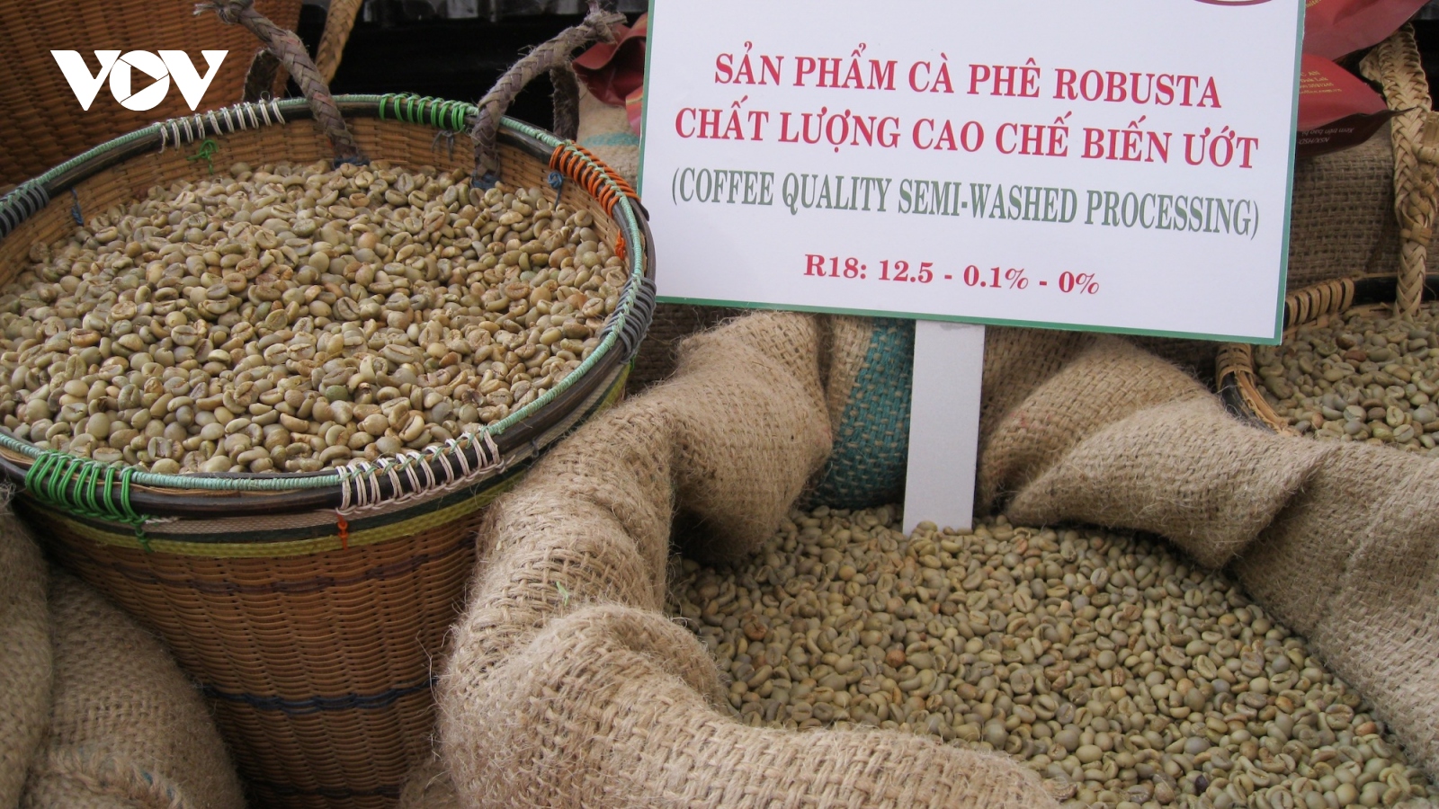 Giá cà phê hôm nay 13/9: Trong nước thu mua cao nhất 121.300 đồng/kg