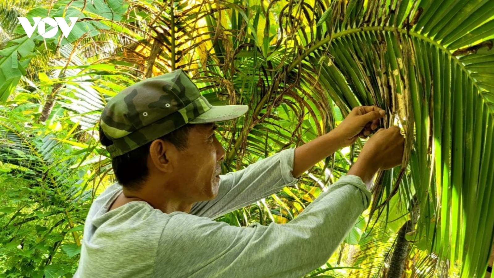 Sâu đầu đen "tấn công" làm nhiều vườn dừa xơ xác