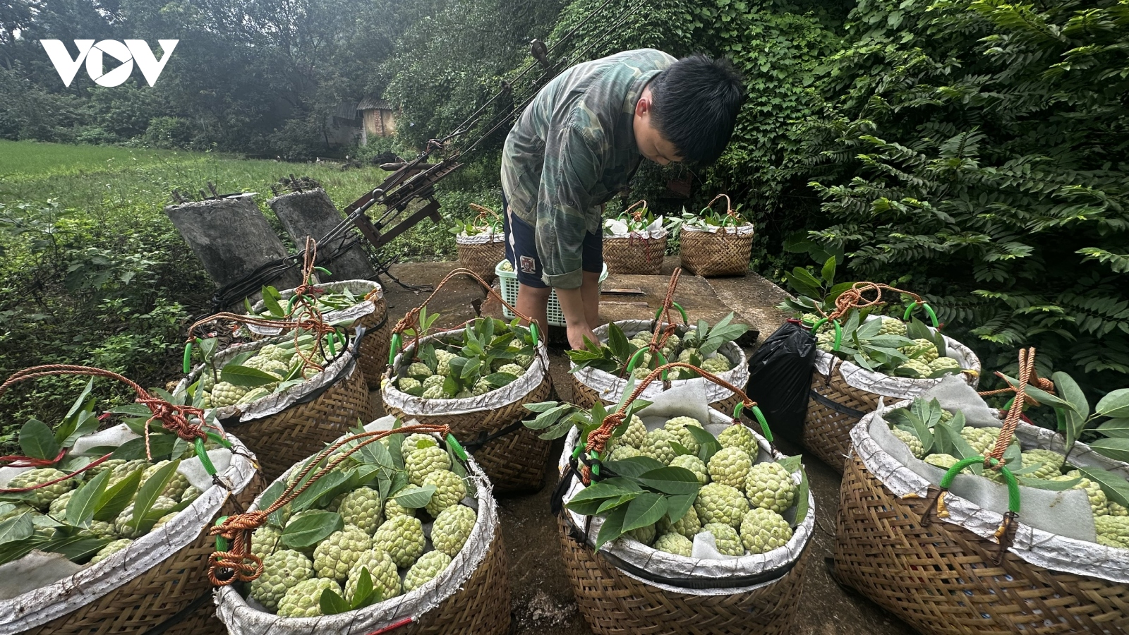 Vùng na Chi Lăng vào chính vụ