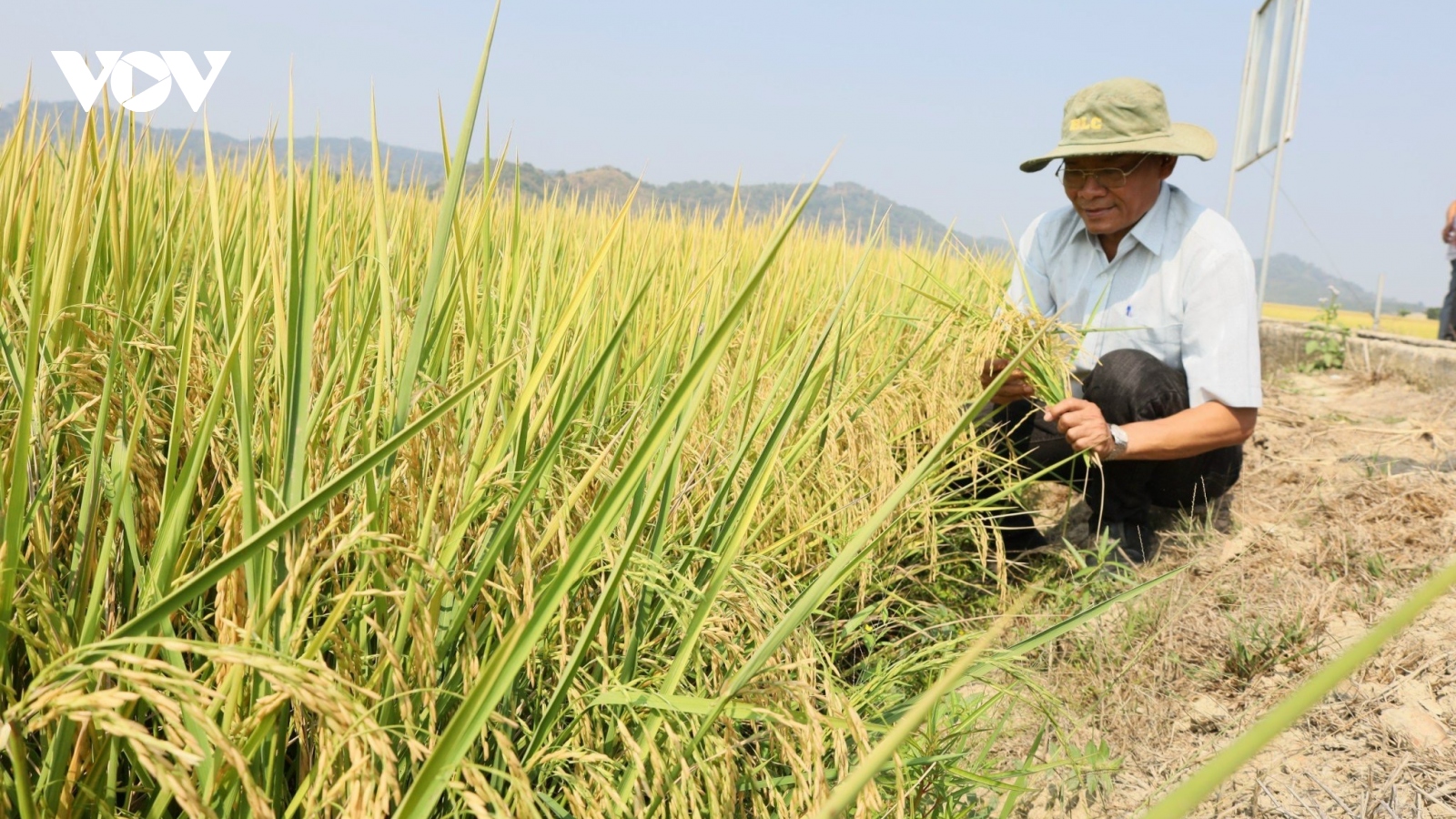 Đắk Lắk bán thành công gần 17 tấn khí giảm phát thải (CO2e) trên lúa