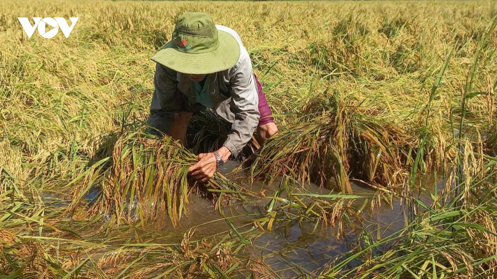 Lúa Thu Đông đổ ngã do mưa dông, nông dân Hậu Giang thiệt hại đủ đường