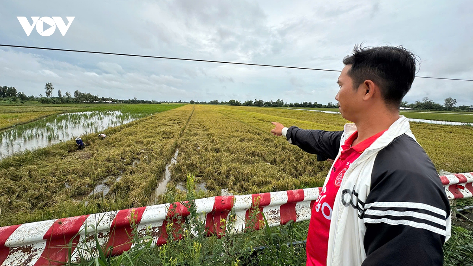 Nông dân Cần Thơ “ngóng” máy cắt lúa mùa mưa