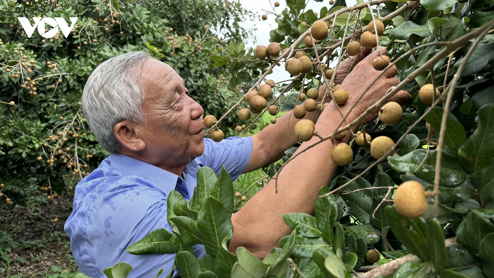 Cần Thơ mở rộng diện tích cây ăn trái để phục vụ xuất khẩu