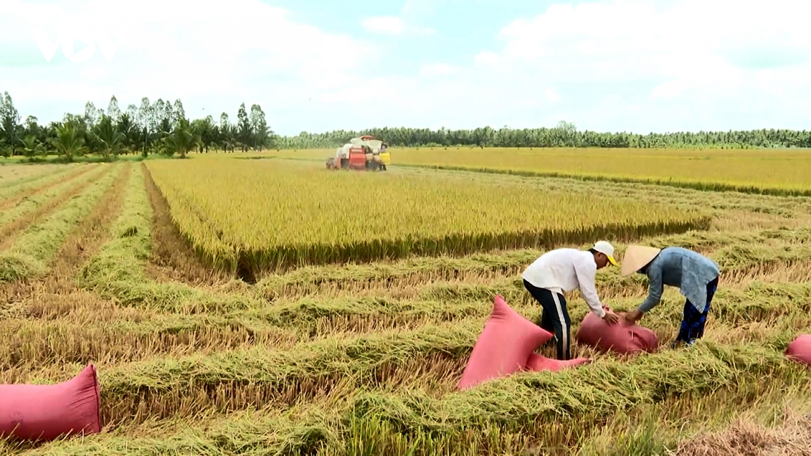 Lúa Hè Thu tại Trà Vinh trúng mùa, giá lúa cao chưa từng có