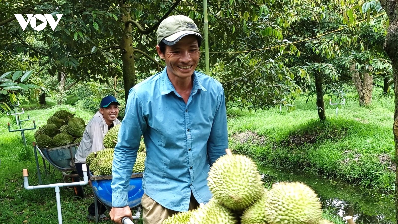 Tăng cường kiểm soát chất lượng sầu riêng xuất khẩu ngay tại các vùng trồng