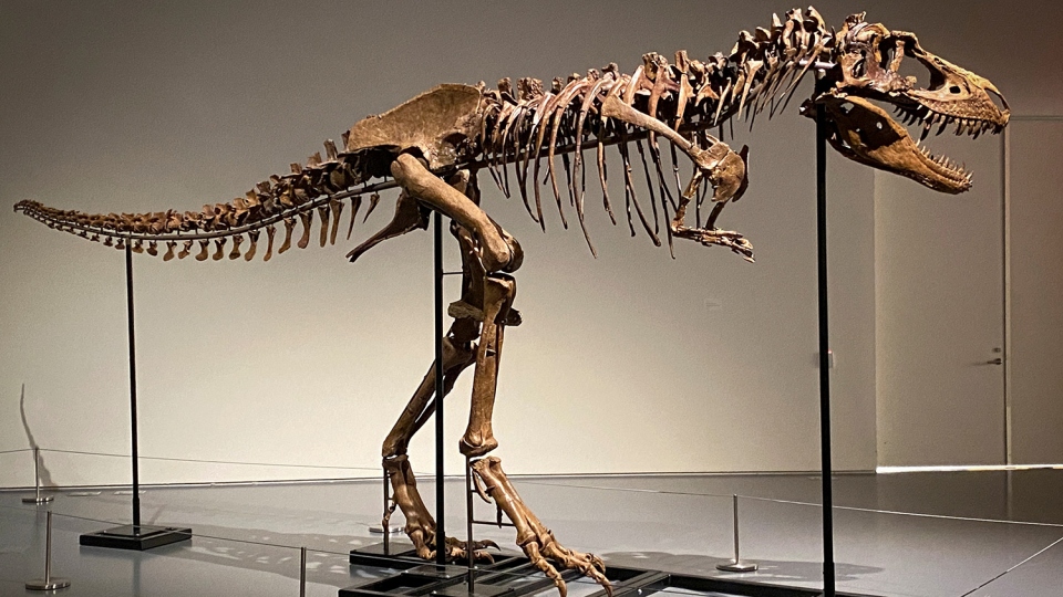 
        Hóa thạch khủng long bạo chúa được bán với giá kỷ lục 6,1 triệu USD
                  
                              