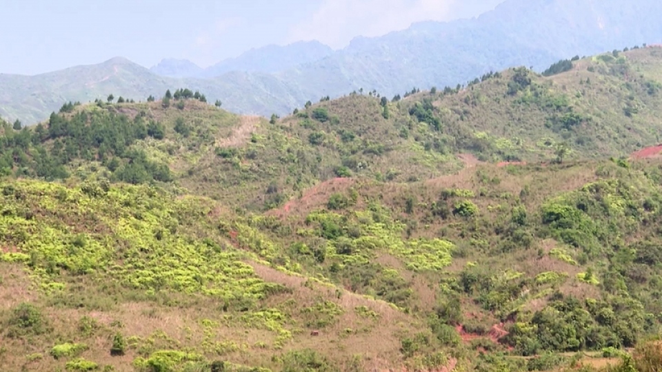 
        Lai Châu thu hồi, điều chỉnh 12 dự án trồng rừng chậm tiến độ
                              