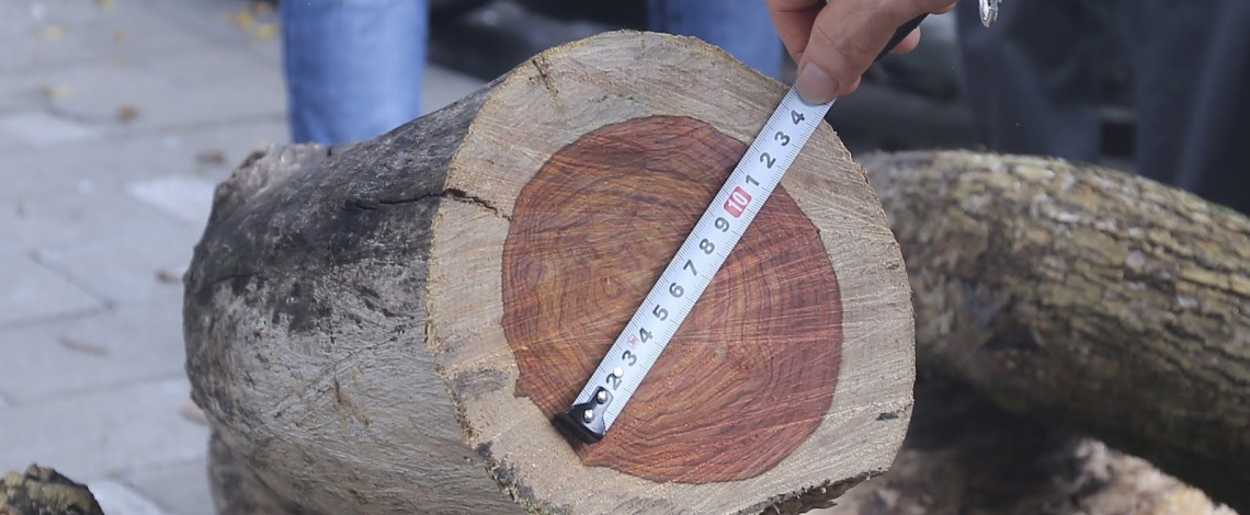 Sau khi chặt hạ, số gỗ từ 3 cây sưa quý hiếm chết khô ở Hồ Gươm sẽ đi đâu?