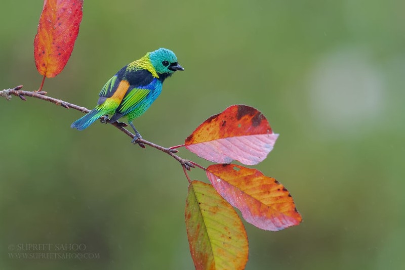 Vẻ đẹp diệu kỳ của những loài chim sặc sỡ trong các khu rừng ở Nam Mỹ