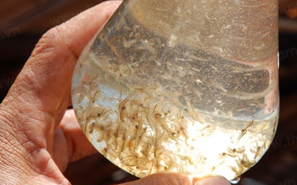 Đồng bào Khmer thu tiền tỷ từ nuôi Artemia