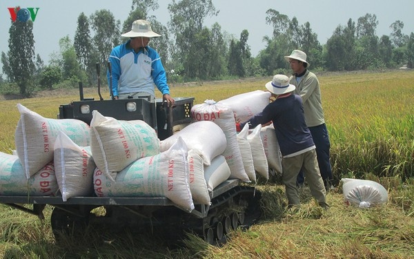 PTT Trịnh Đình Dũng: Xử lý ngay những bất cập trong xuất khẩu gạo