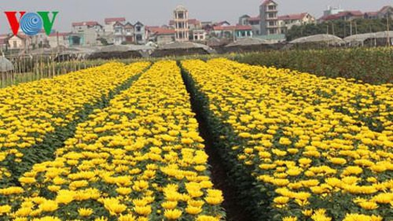 Làng hoa lớn nhất Hà Nội ủ rũ vì dịch Covid-19