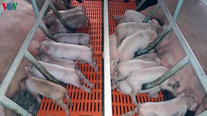 Giống lợn quyết định lớn đến nguồn cung thịt lợn lâu dài