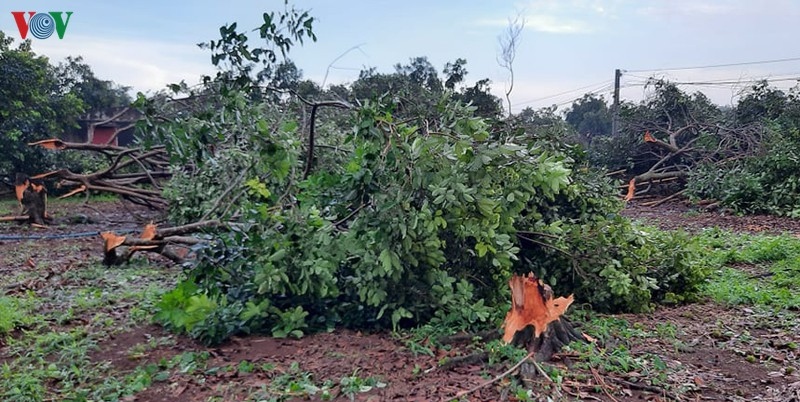 Lốc xoáy, mưa đá khiến hàng trăm gốc chôm chôm, sầu riêng ở Đồng Nai gãy đổ
