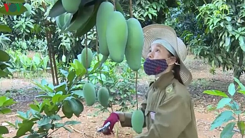 Sơn La tìm kiếm mở rộng thị trường xuất khẩu hoa quả