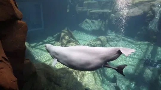 Xem phút giây “lâm bồn” của cá voi mẹ Beluga