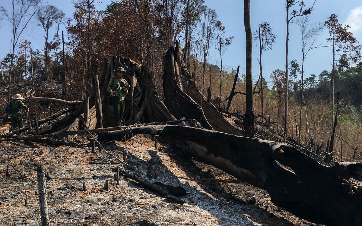 Ảnh: Xót xa rừng giáp ranh ở Tây Nguyên bị đốt phá tan hoang