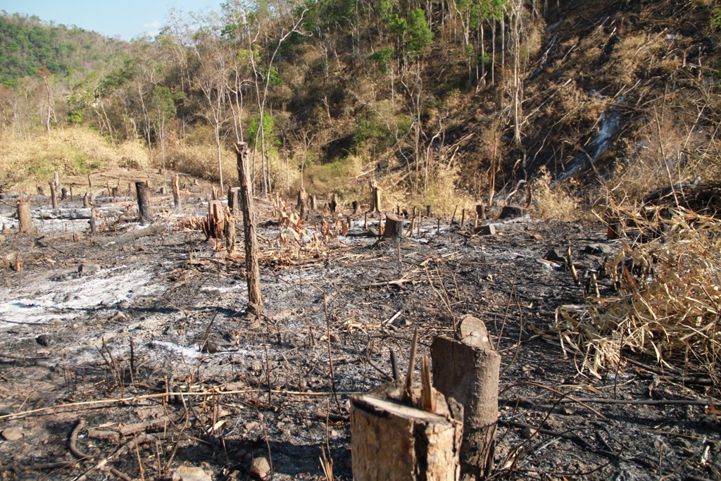Tây Nguyên mất gần 16.000ha rừng tự nhiên trong năm 2019